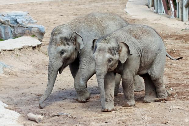слоны в зоопарке