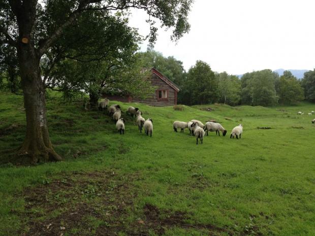 овцы пасутсся Норвегия
