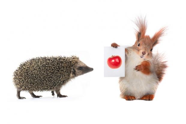 squirrel and hedgehog with sheet for a text writing