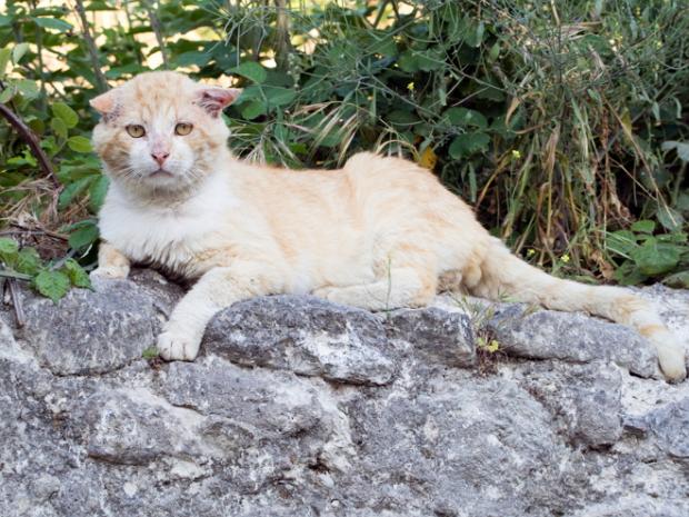 Male Alley Cat sat on a wall