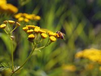 skitterphoto.com: пчелка на цветке