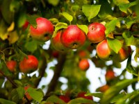  depositphotos/miolana : обрезка яблони