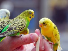 ru.depositphotos.com/ Nikonite: волнистые попугаи