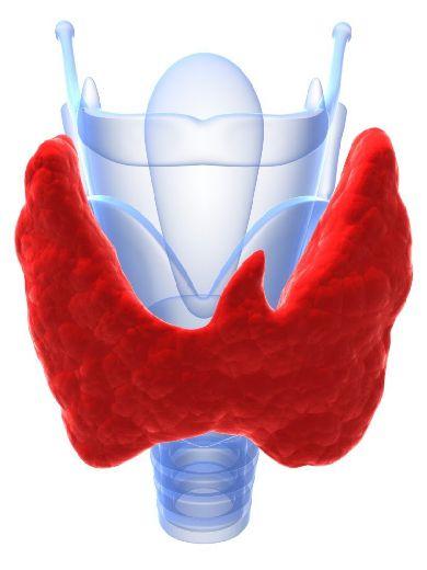 гипотиреоз щитовидной железы