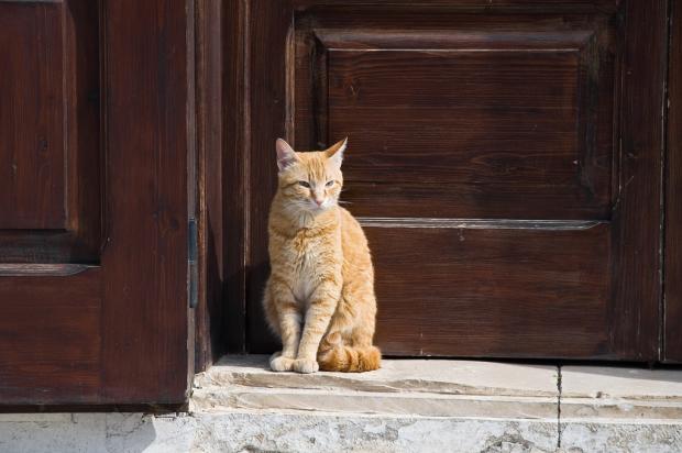 кот возле двери