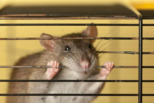 домашняя крыса в клетке