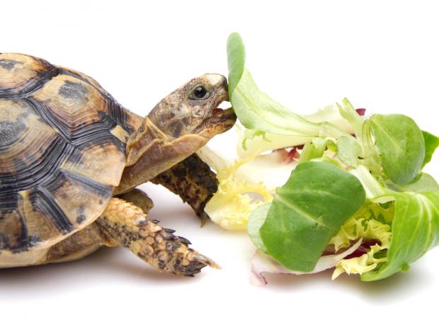 черепаха сухопутная с листом салата
