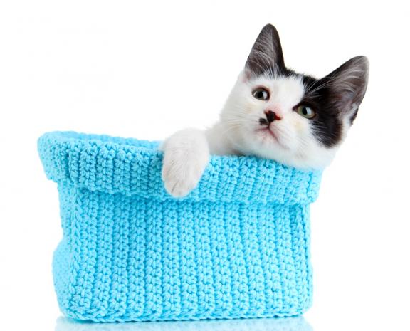 котик в вязаной корзинке