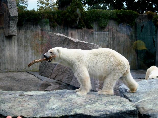 белый медведь в зоопарке вильгельма штутгарт германия