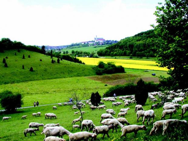 стада овец швабский альб германия