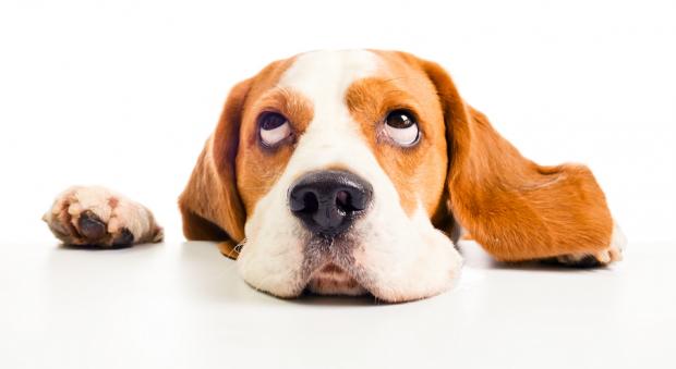 beagle head isolated on a white background