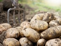 depositphotos/ Rangizzz : картофель