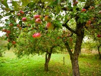  depositphotos/Xalanx : яблони сад