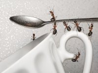depositphotos/antrey: муравьи в быту