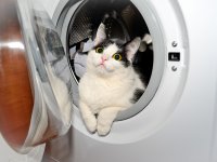 ru.depositphotos.com/-S._E-: Кот в стиральной машине