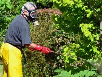 ru.depositphotos.com/lucidwaters: мужчина опрыскивает растения