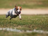 ru.depositphotos / Feverpitch: собака бежит по лужайке