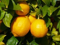 polzavred.ru: лимоны на дереве