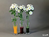 wclub.ru/Алёна Бальцева: Как покрасить цветы