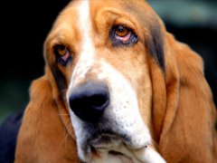zooclub.ru:  собака породы бассет-хаунд