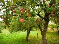  depositphotos/Xalanx : яблони сад