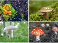 damex.ru/Ольга Гаткевич: ядовитые грибы коллаж