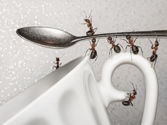 муравьи в быту