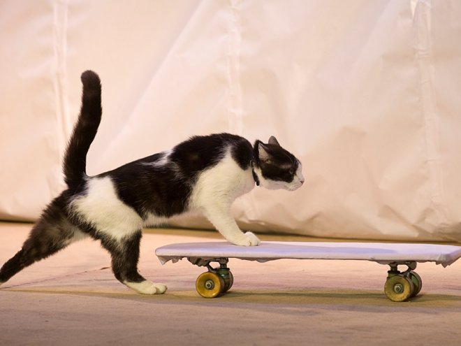 кот на скейте