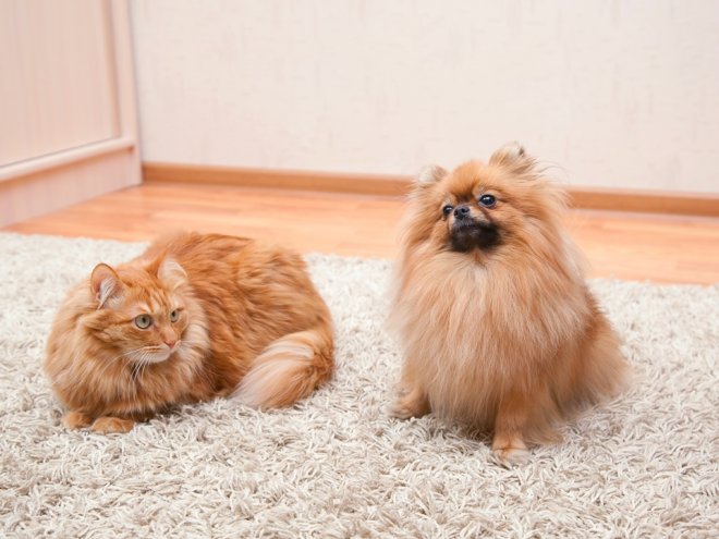кот и собака на ковре