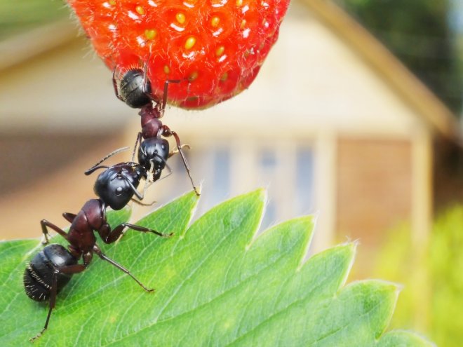 муравьи на клубнике